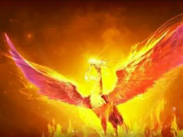 凤凰涅槃到底是什么样的一个情景
