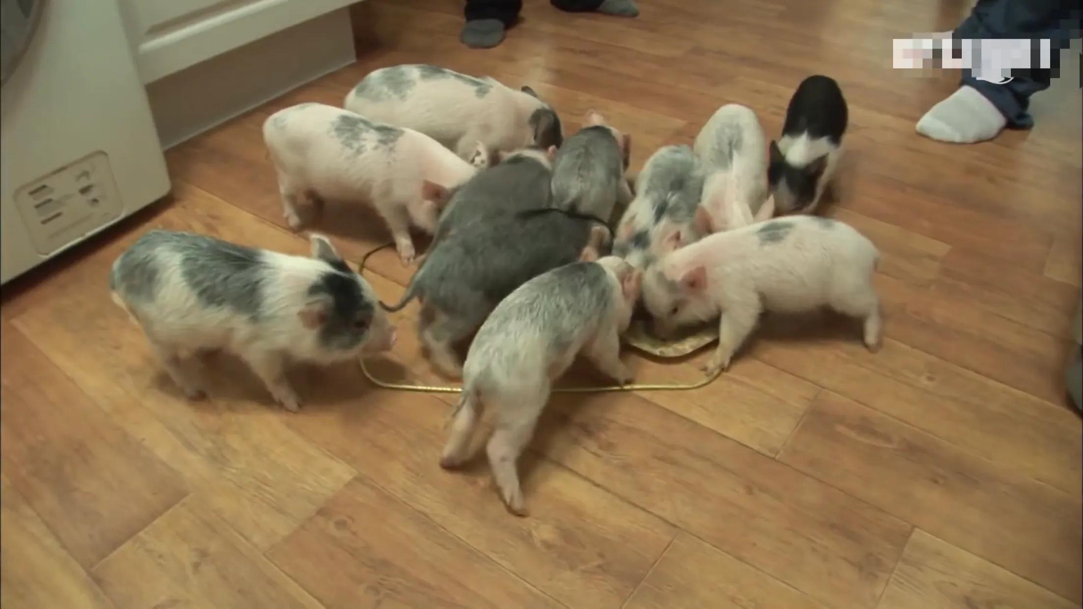 小猪的智商高达多少 (韩国最聪明的小猪)