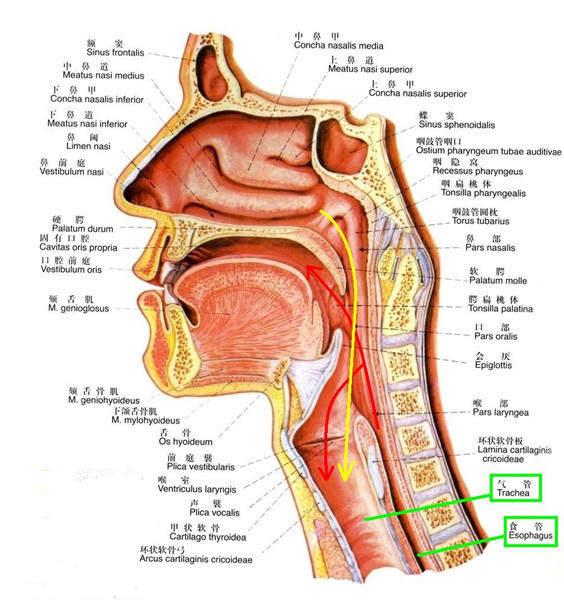 鼻子痛就一定是癌症吗,鼻子受伤有什么危险