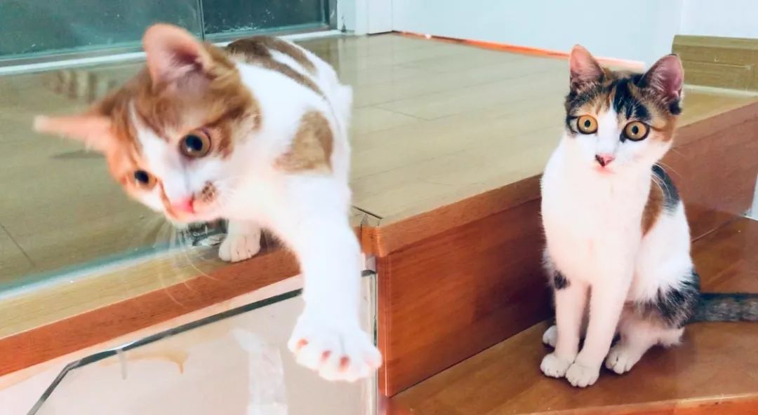 家养的猫咪需要打狂犬疫苗吗,家养的猫咪需要接种疫苗吗