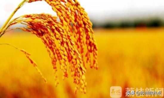 水稻亩产创世界纪录,超级水稻今年的产量