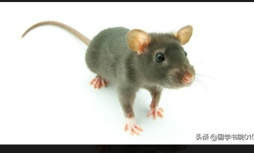 属相加星座的超准分析,各个星座的属相配对表