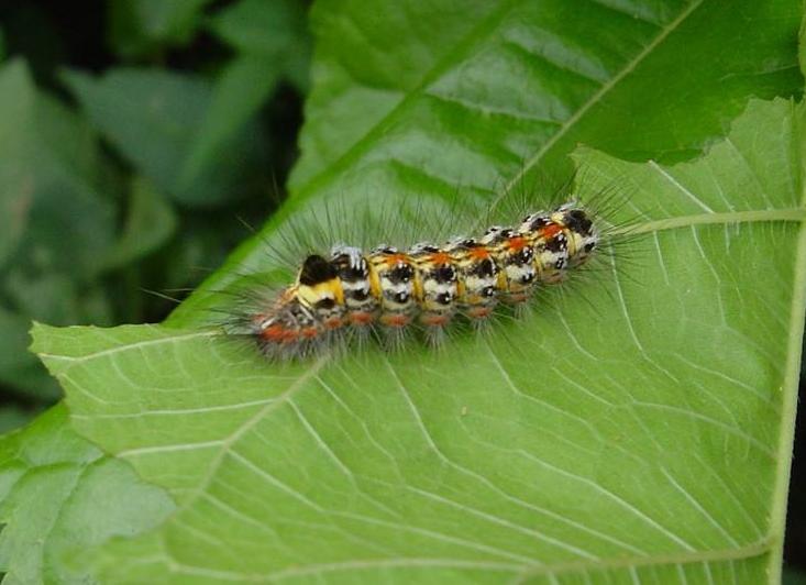 小桑果种植技术视频,桑葚树虫害防治