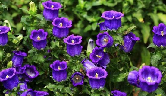 腊梅种花盆,腊梅花种子好种