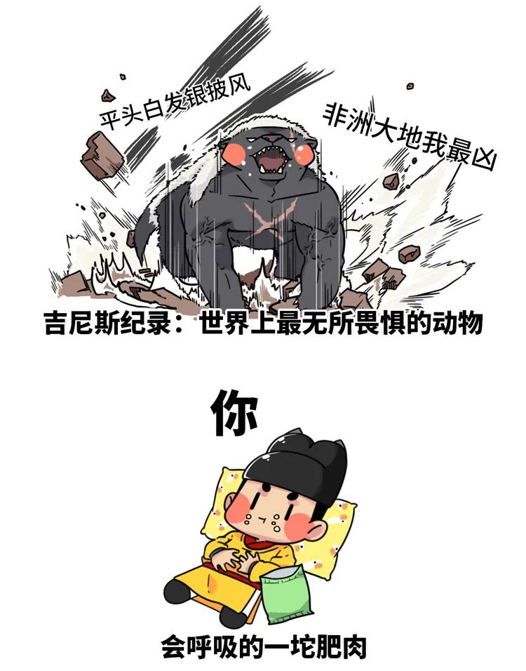 非洲大地最狂动物，动物园里连狮子毒蛇都有，偏偏没有它平头哥