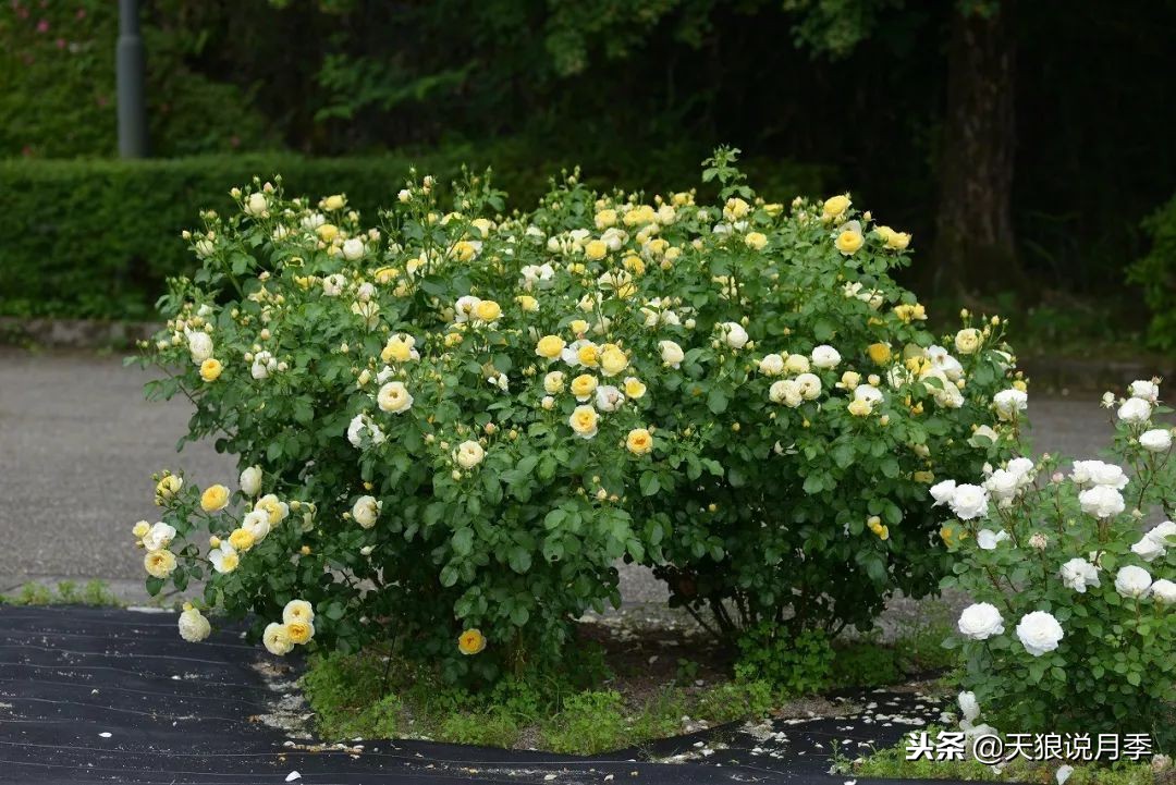 最好看的多种月季,浪漫迷人的月季