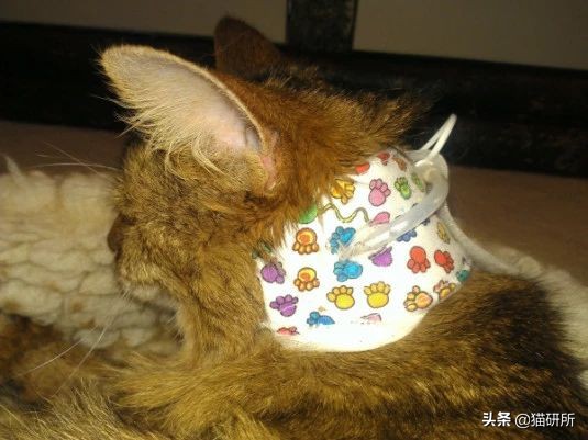 猫咪生病不进食怎么补充营养,猫咪生病后没有食欲怎么办