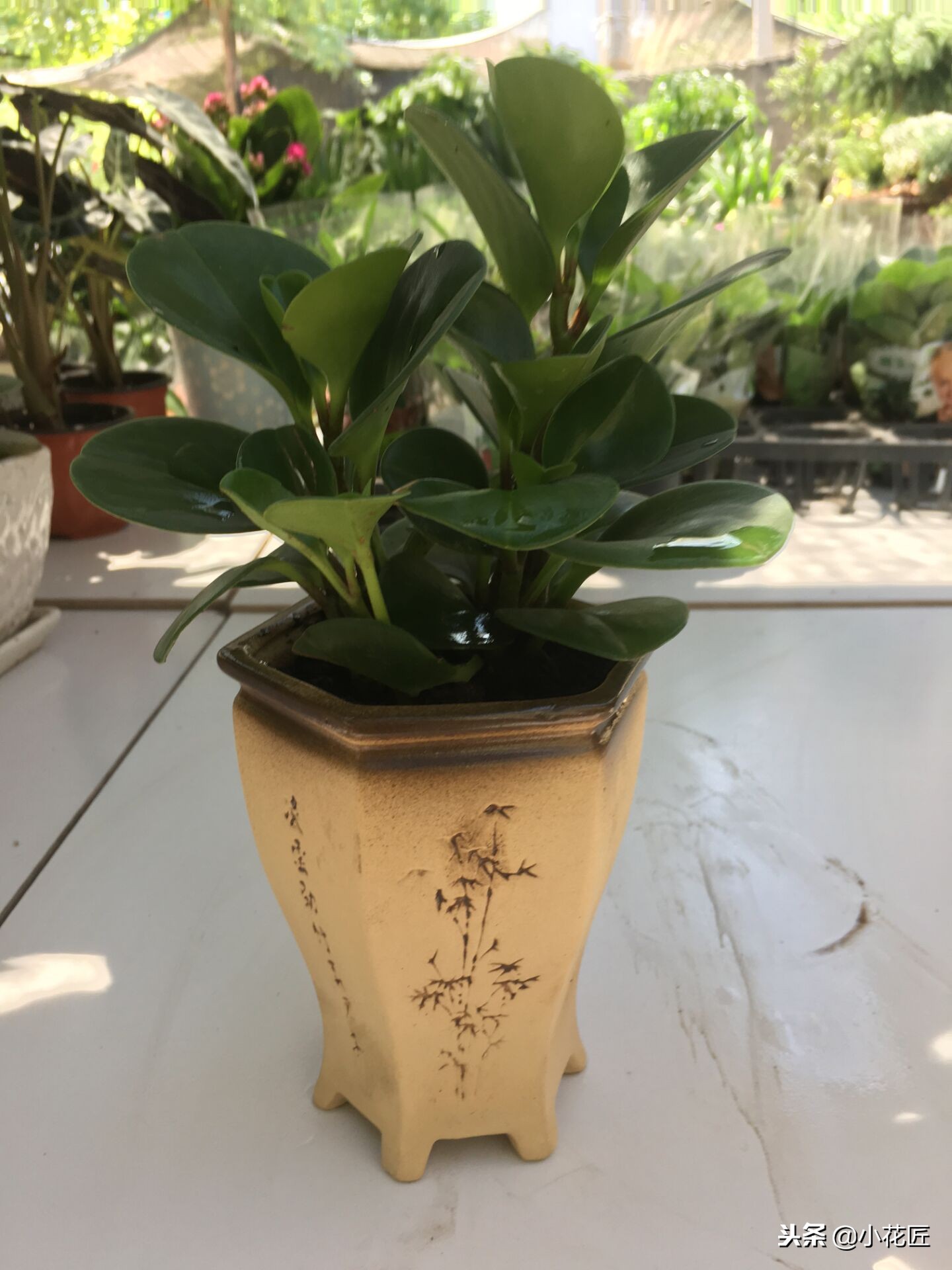 植物根如何处理,植物怎么防止烂根