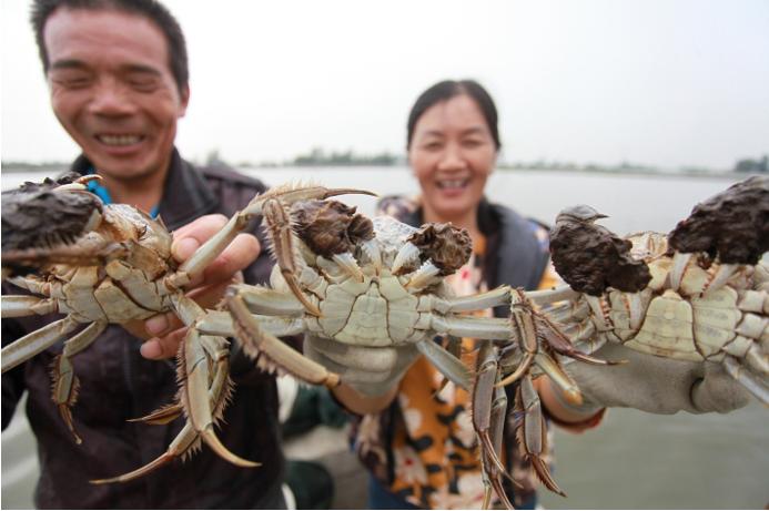 拼多多大闸蟹多少1斤,40只大闸蟹99包邮真的假的