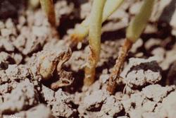 红小豆茎腐病特效药,红小豆枯萎病