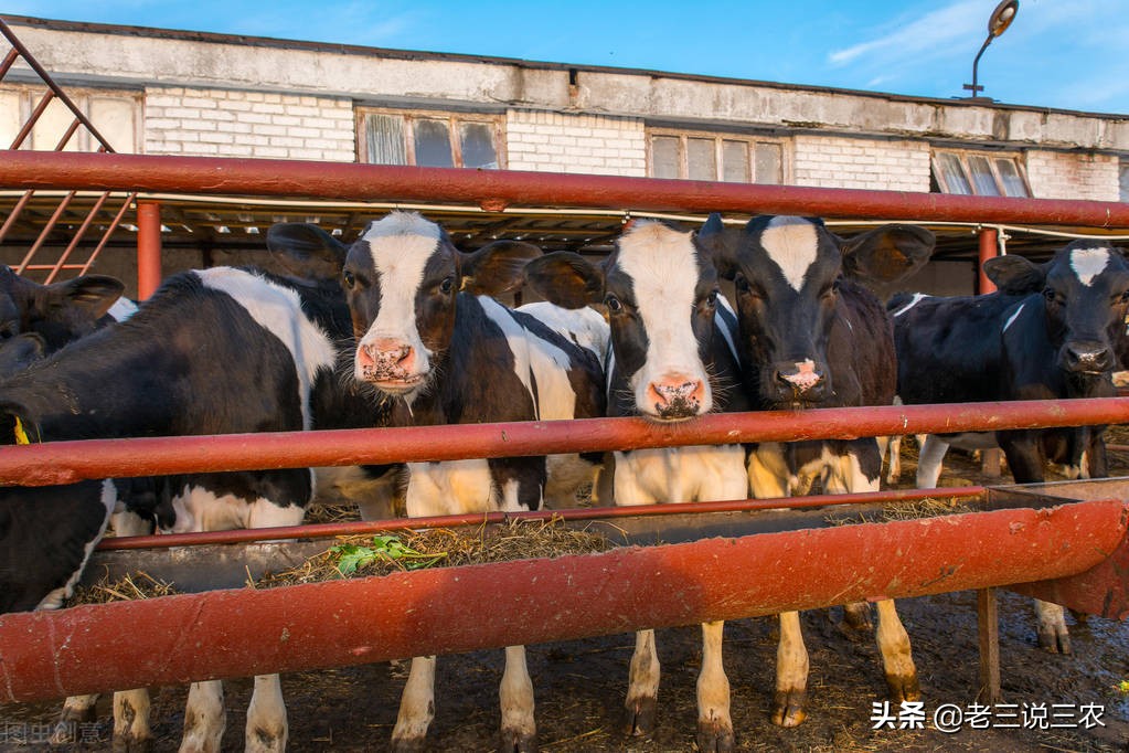 山西大哥养30头牛,山西大哥养牛