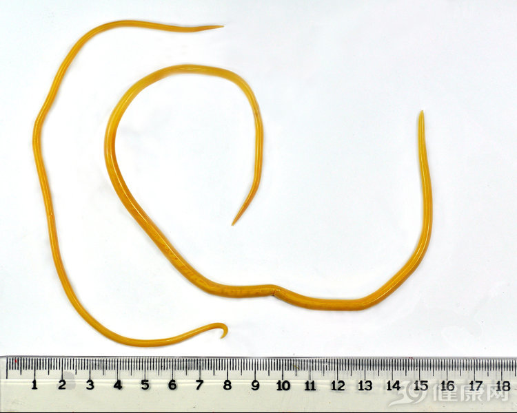 宝塔糖打虫药到底去哪里了,宝塔糖打虫药到底去了哪里