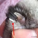 猫咪全项检查都有什么,猫咪的17项基础检查