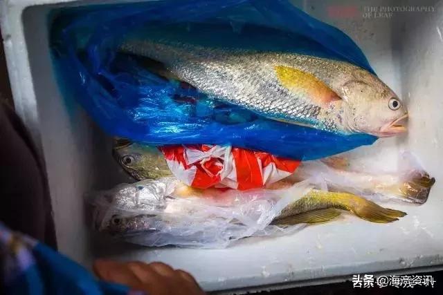 4.8斤大黄鱼售出2万多元是真的吗,温州8.7斤重野生大黄鱼卖了68800元