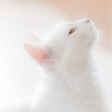 中华田园橘白猫脾气好吗,中华田园白猫配什么猫