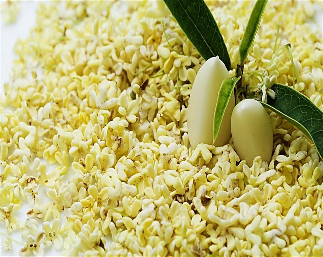 烟灰当肥料放哪种花最好,烟灰可以直接做花肥吗