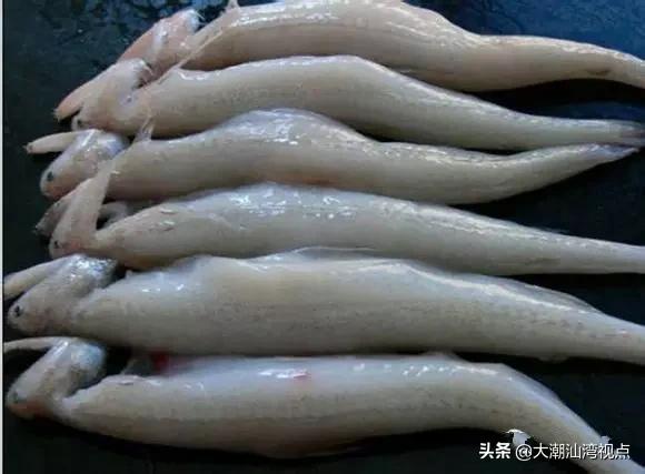 作为潮汕人，这89种海鲜你都能对上号吗