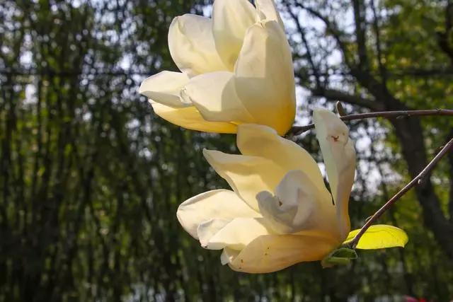 疫情过后一起来踏青吧,疫情过后一起去山花浪漫处