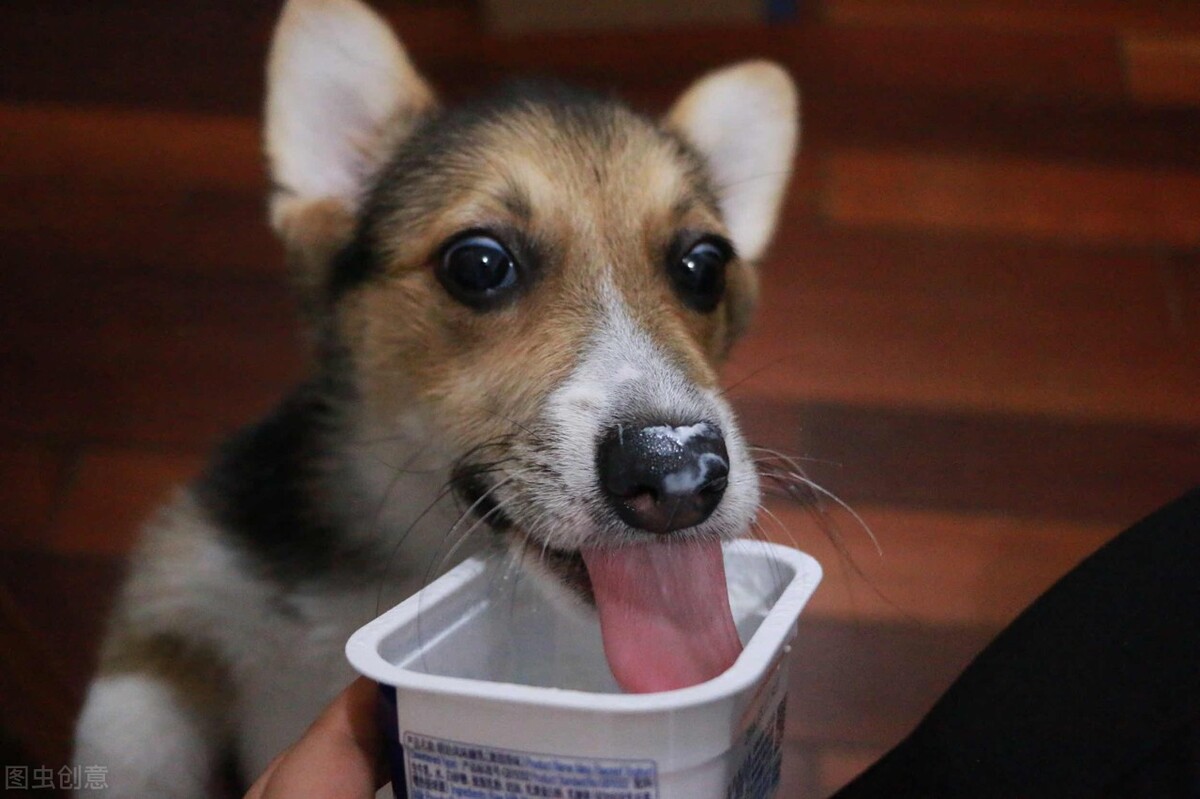 怎么喂狗狗吃药,怎么喂狗狗吃药防止被咬