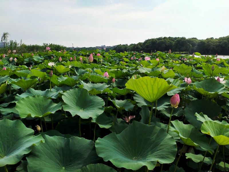 小微企业个税税率是多少,小微企业合同印花税税率
