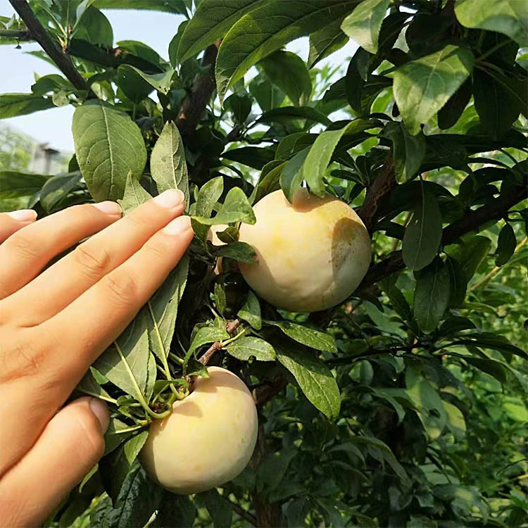 四川可以种恐龙蛋李子吗,恐龙蛋李子是哪个国家的