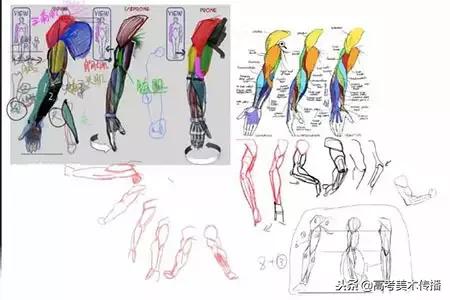 手臂分哪些肌肉结构,人体手臂肌肉结构形状