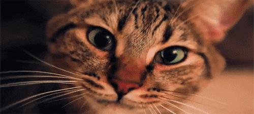 猫咪绝育后嗓子哑了是怎么回事,猫咪打完疫苗嗓子哑了