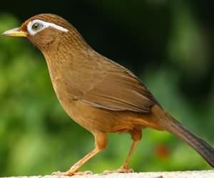 画眉鸟声音突然嘶哑怎么回事,画眉鸟叫声嘶哑怎么治疗