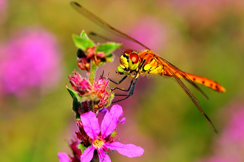 栖息在晚霞中的蜻蜓,栖息在竹林里的蜻蜓