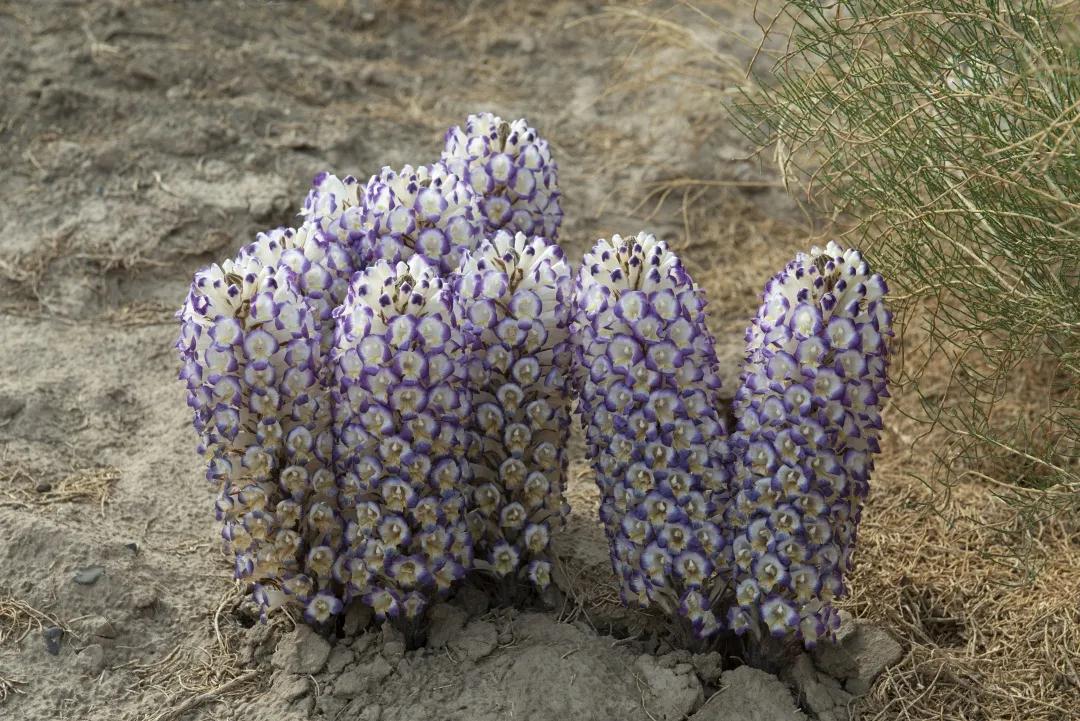 寄生植物科普知识 (有价值寄生植物有哪些)