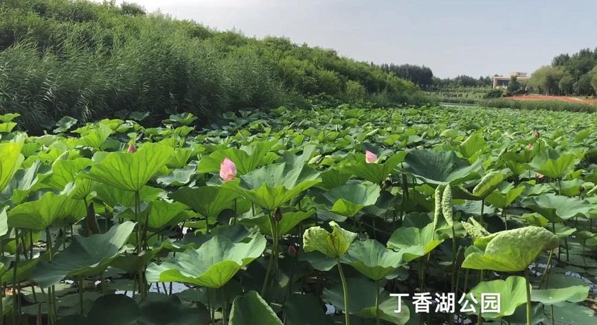 沈阳荷花花海,沈阳周边赏荷花