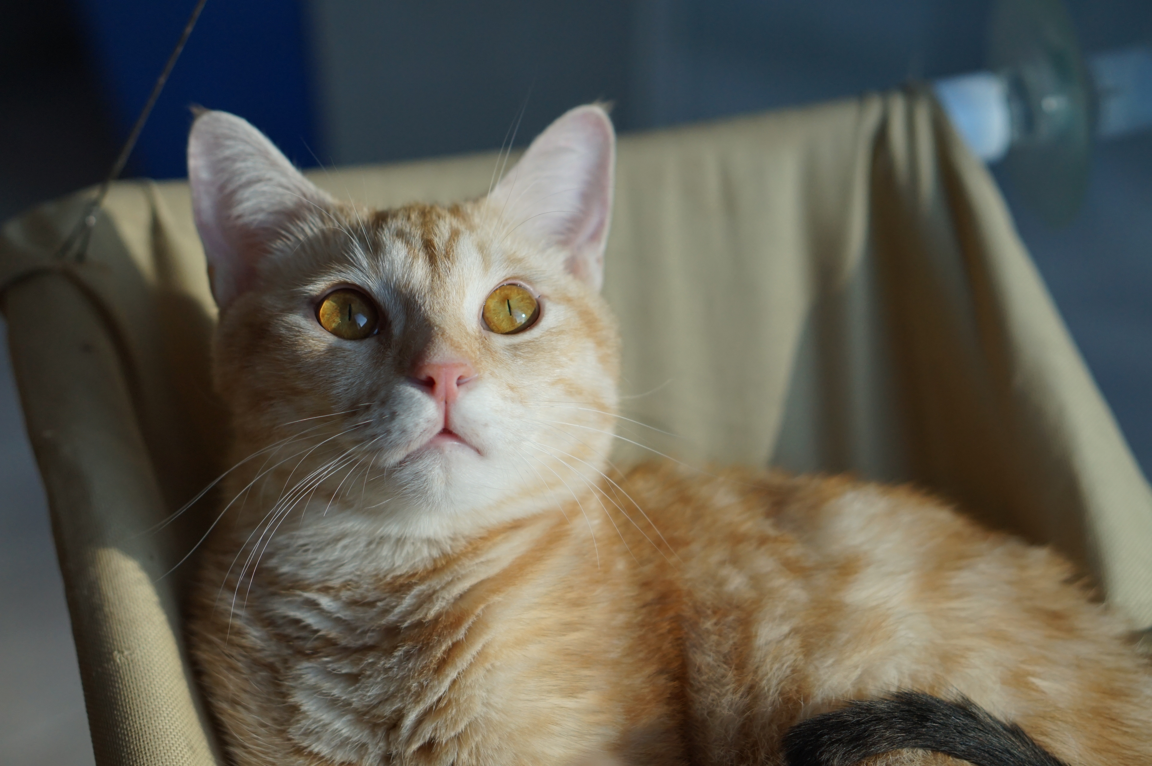 猫咪咖啡馆哪个最好,北京有名的猫咪咖啡馆