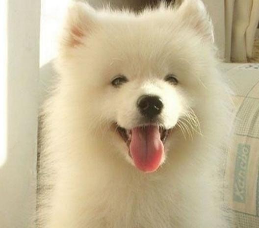 小狗一个人晚上睡觉会害怕吗,小狗晚上突然变得害怕的原因