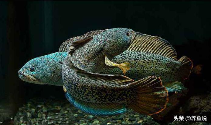 购买观赏鱼的误区你占了几条,观赏鱼怎么买最省钱的