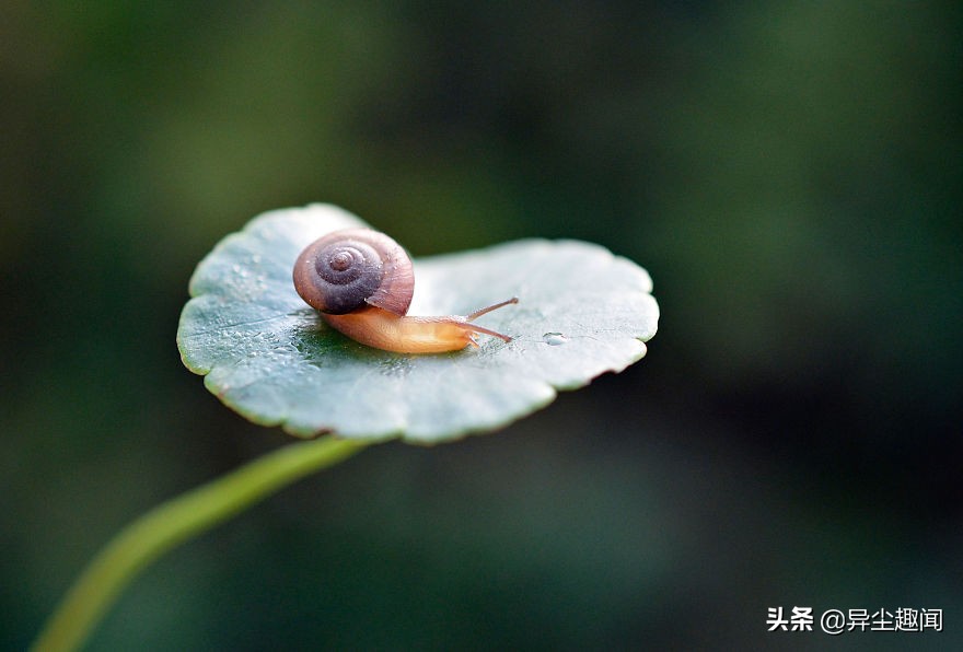 最漂亮的蜗牛图片,100幅蜗牛图片