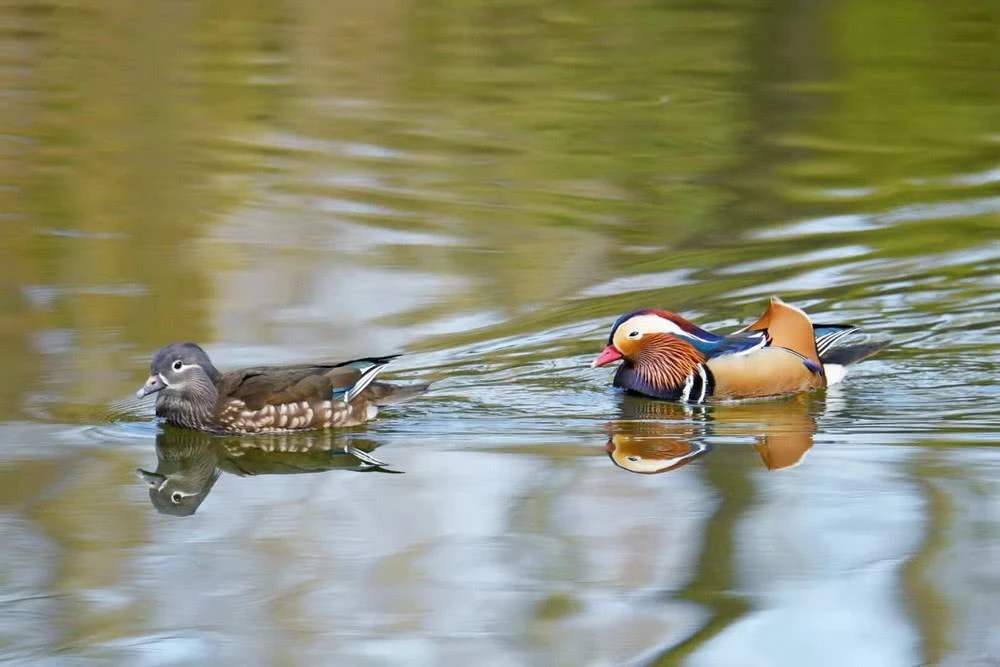 关于春节诗词十首简单的,春节诗句最美十首