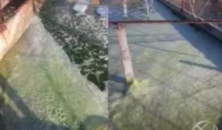 蟹塘泡沫颜色,蟹塘泡沫多怎么处理