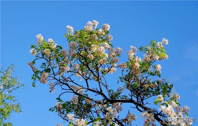 独一无二的文冠花,庭院文冠花