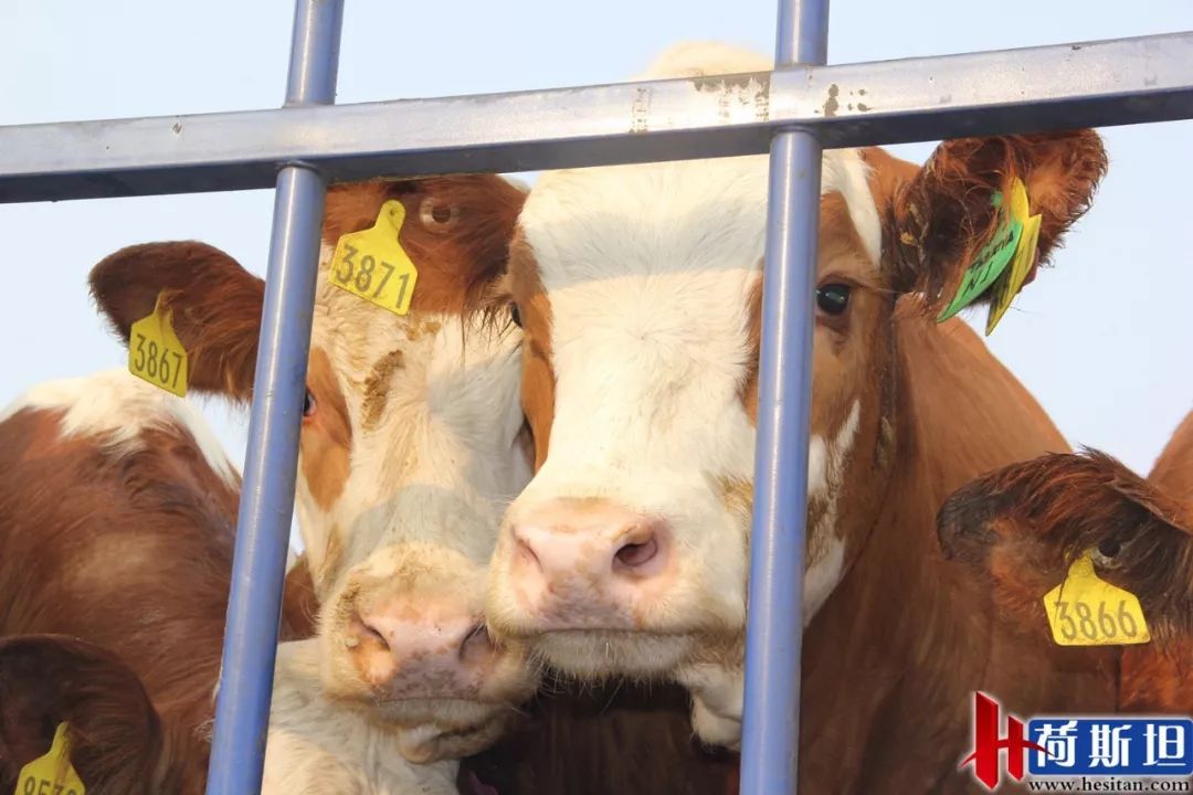 6000多头“澳妞”登陆京唐港中澳贸易即将零关税安格斯关税直降2%