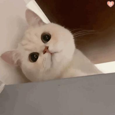 猫咪额头鼓起来软软的怎么回事,猫咪额头红怎么回事