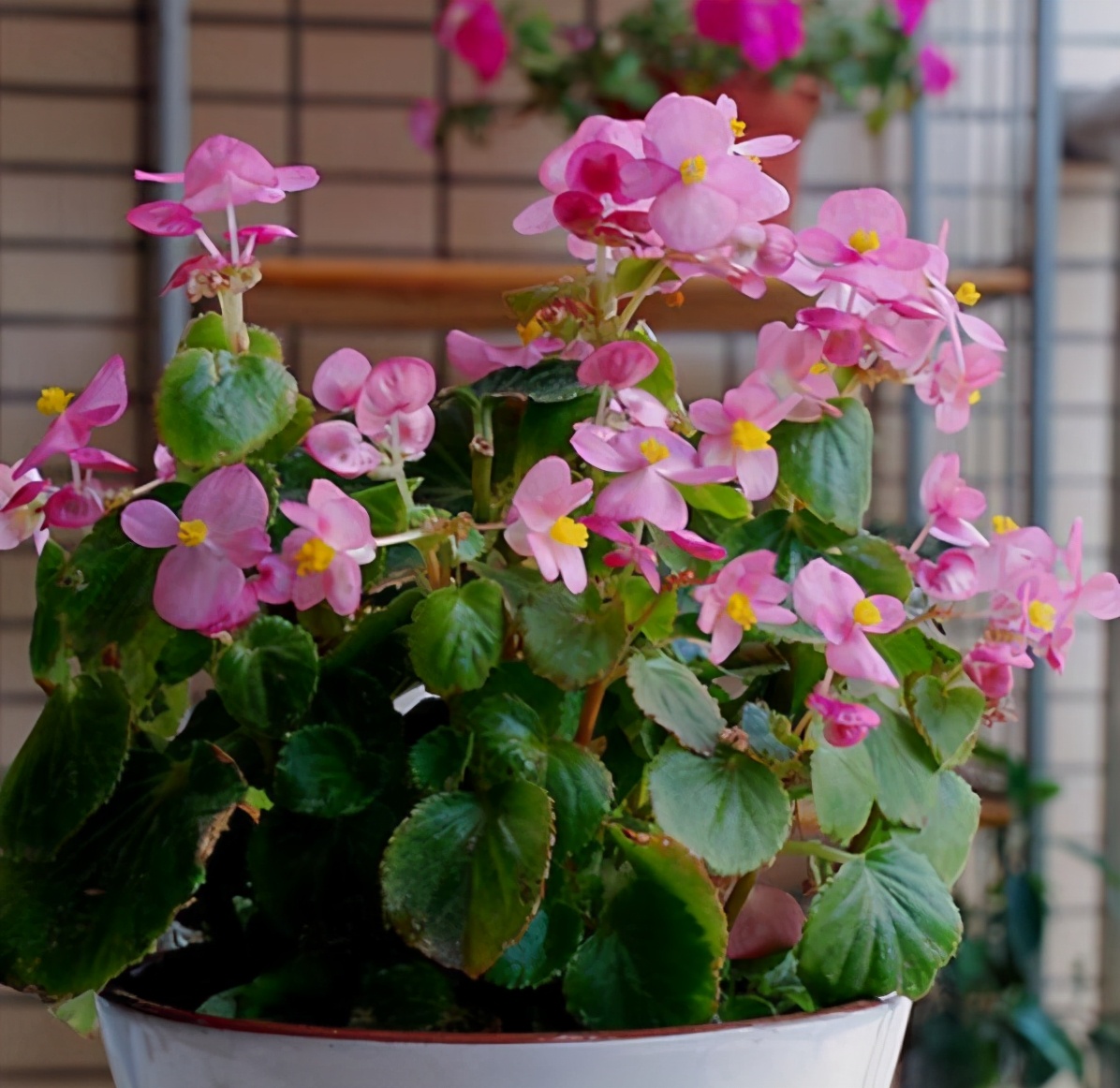 养花的小窍门是什么呢,养花只需要一招