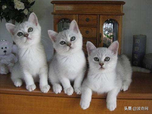 猫猫应激了过后有什么反应,猫猫看到新猫后的应激反应