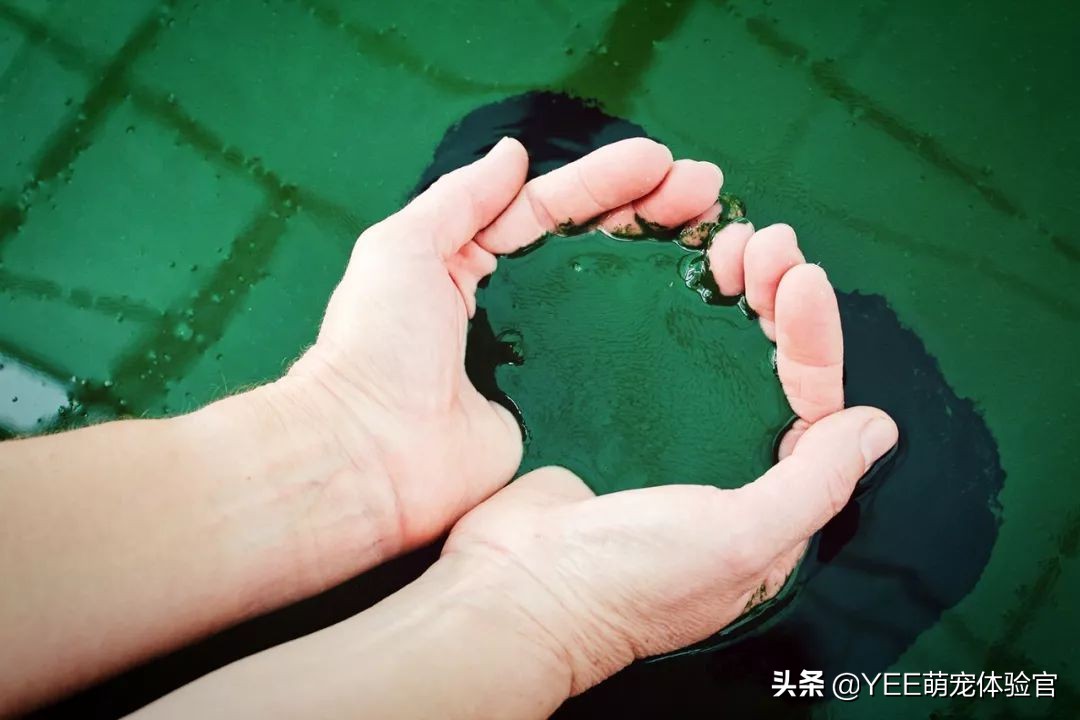 螺旋藻做鱼饲料用法,螺旋藻鱼粮和普通鱼粮区别