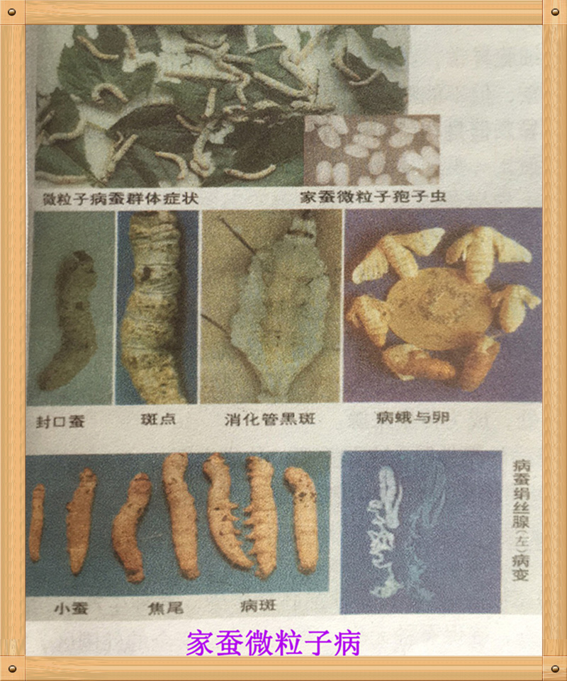 养蚕主要蚕病有哪些,蚕得病怎么办