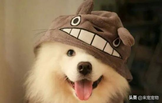 怎么挑选纯种的萨摩耶,如何挑选纯正的萨摩耶