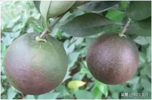 8月份果树植保管理技术要点,8月不努力9月徒伤悲