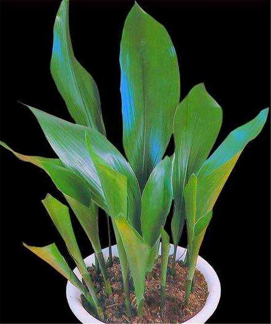 一叶兰的叶子长得又矮又小,一叶兰多久长新叶