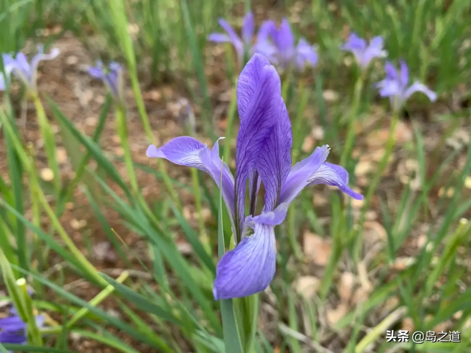 含12生肖的植物名,用十二生肖组成的植物名