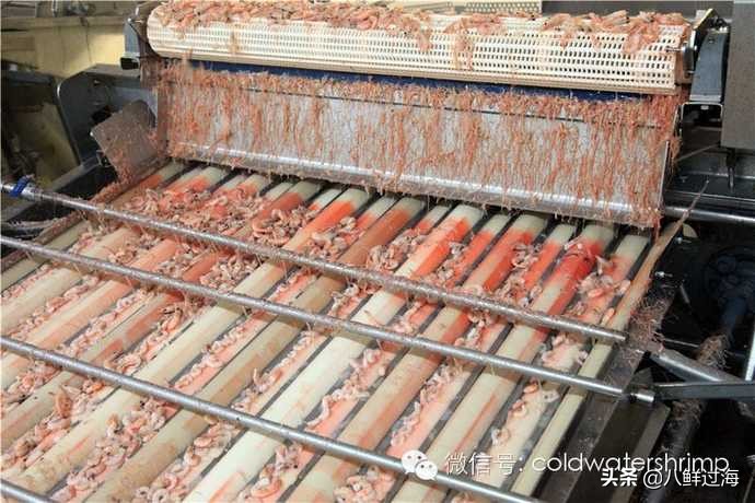 盐田生虾仁工厂,去壳北极甜虾工厂