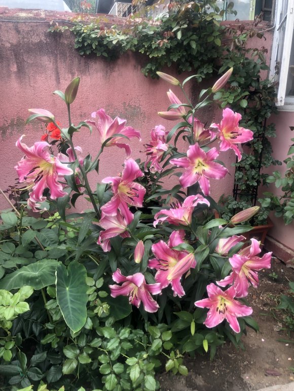 百合繁殖的小球怎么养大,百合可以边养球边开花吗